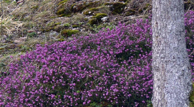 Fotos Sommer